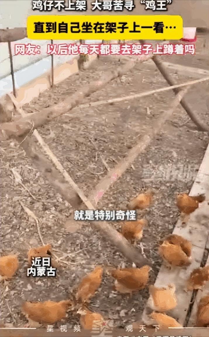 “也太搞笑了！”内蒙古草原黄昏时分，牧民新搭建鸡舍，家里几十只土鸡集体抗拒回窝，