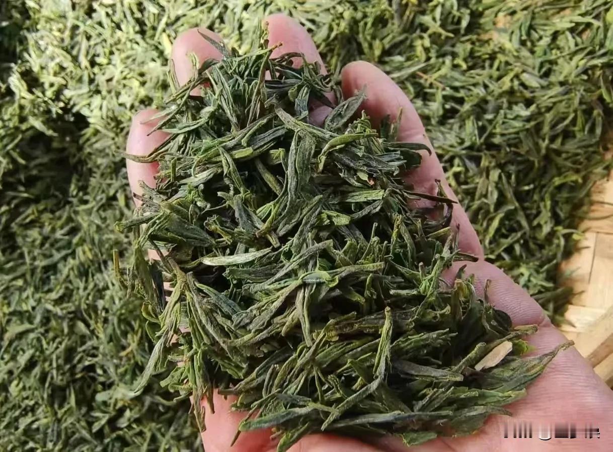 北方绿茶的发源地，海清绿茶[赞][赞][赞]