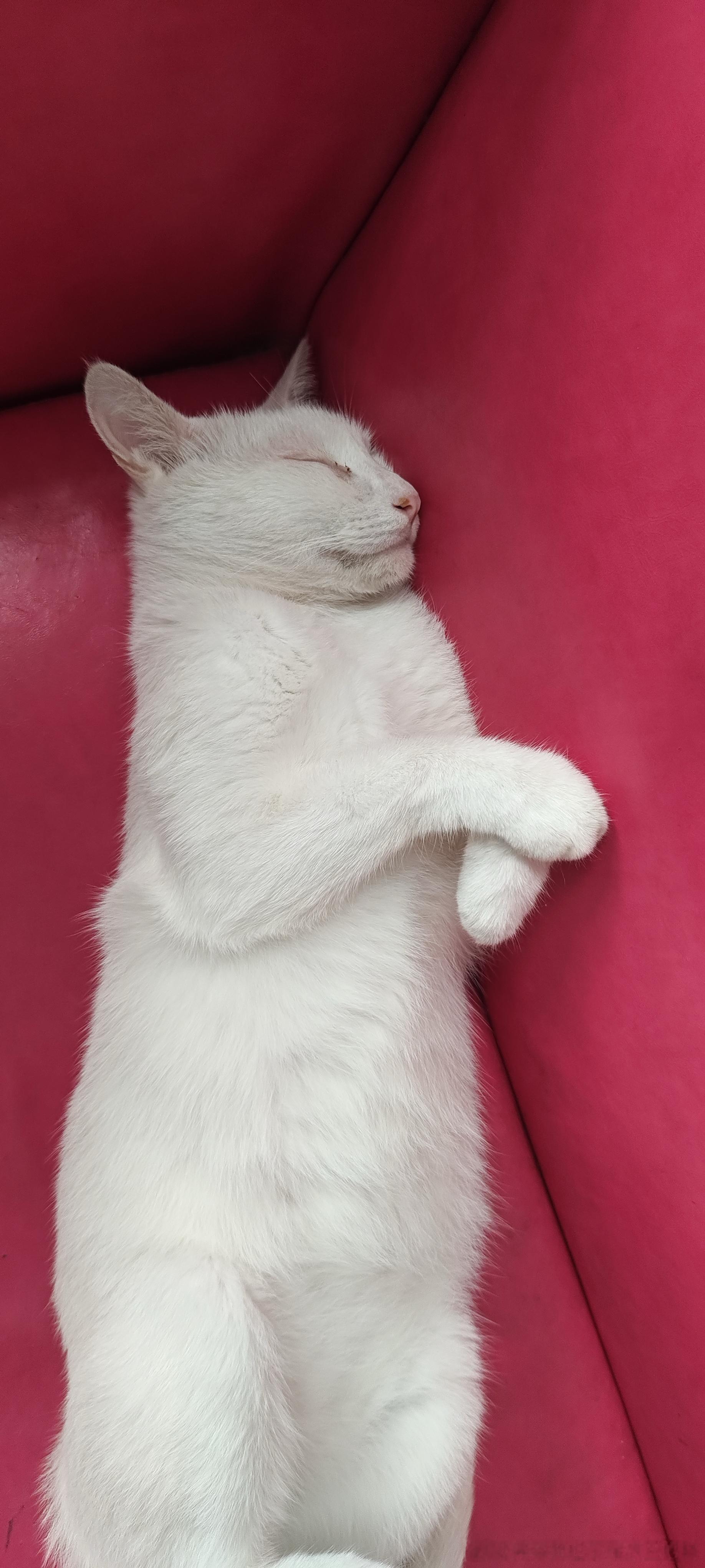 49793【丑猫】欧巴刚弄死他 