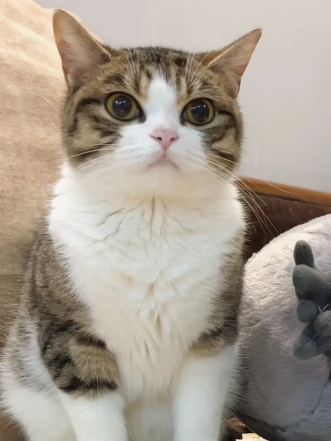 只要方法对，猫猫没有玻璃胃。
