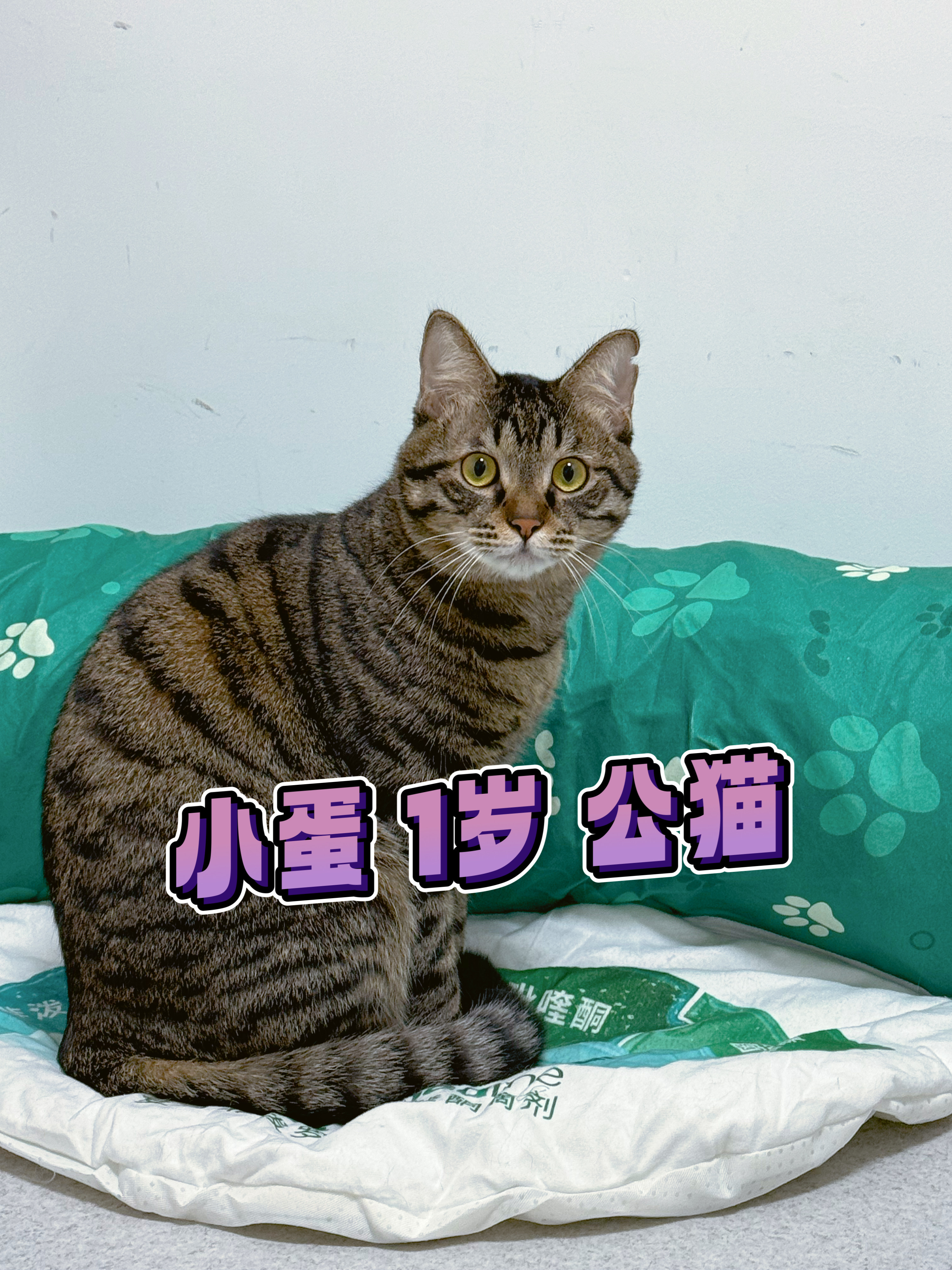 杭州领养  怪兽目前有8个小可爱正在找领养！（捅了狸花窝了，可能是小野给我派的任