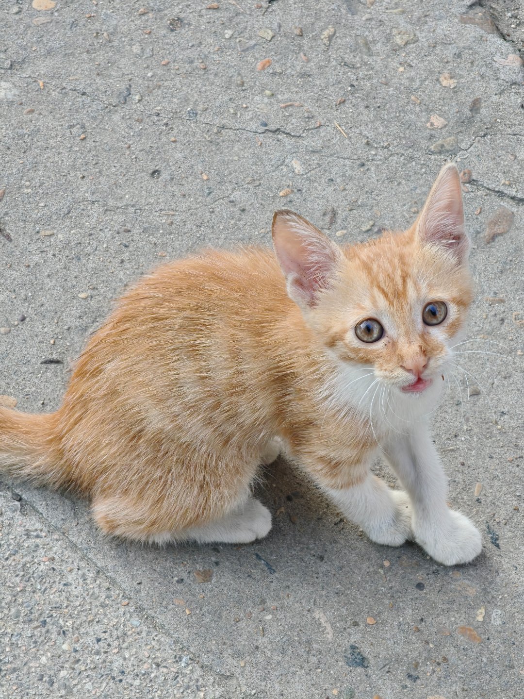 上班路上偶遇一只可爱的小猫咪。要不要带回？每天早起打卡 ​​​