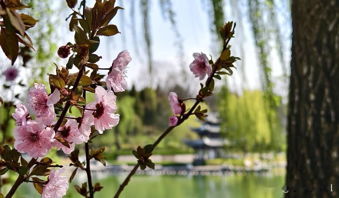 北京的公园都值得逛。
我去了陶然亭公园。
上次去还是两年前的夏天，和朋友约，去看