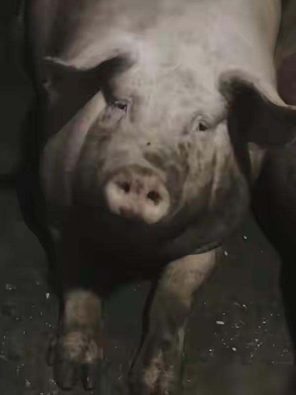 养猪的朋友一定要当心！

咱养猪的都懂，猪周期这东西真的是绕不开的规律，差不多三