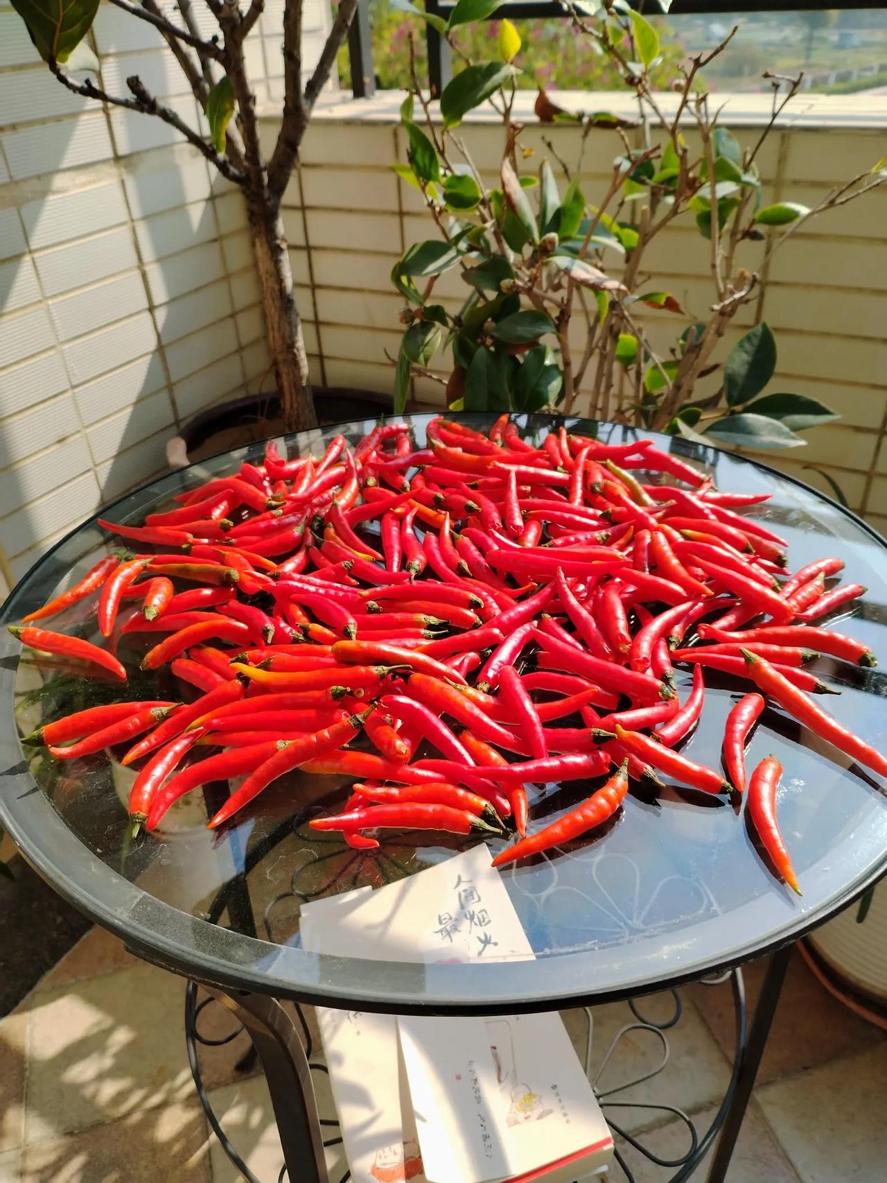 周末阳台读书
红椒平铺玻璃淡，香菜齐坛悠自长。
最抚人心知岁月，人间烟火是寻常。