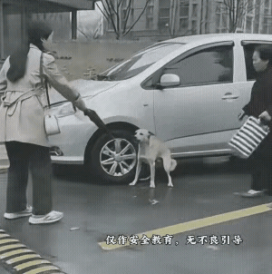 在遇到流浪狗的时候，轻易不要用手去触摸它，因为流浪狗对人是非常警惕的，在它流浪的