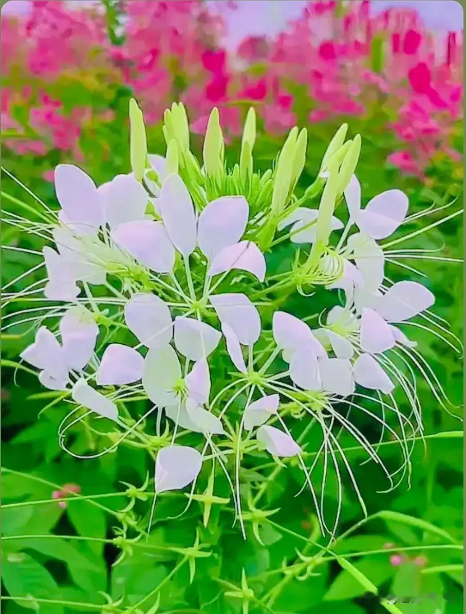 #晒晒我家的花草#花开富贵，香飘万里#秋日生活打卡季# 