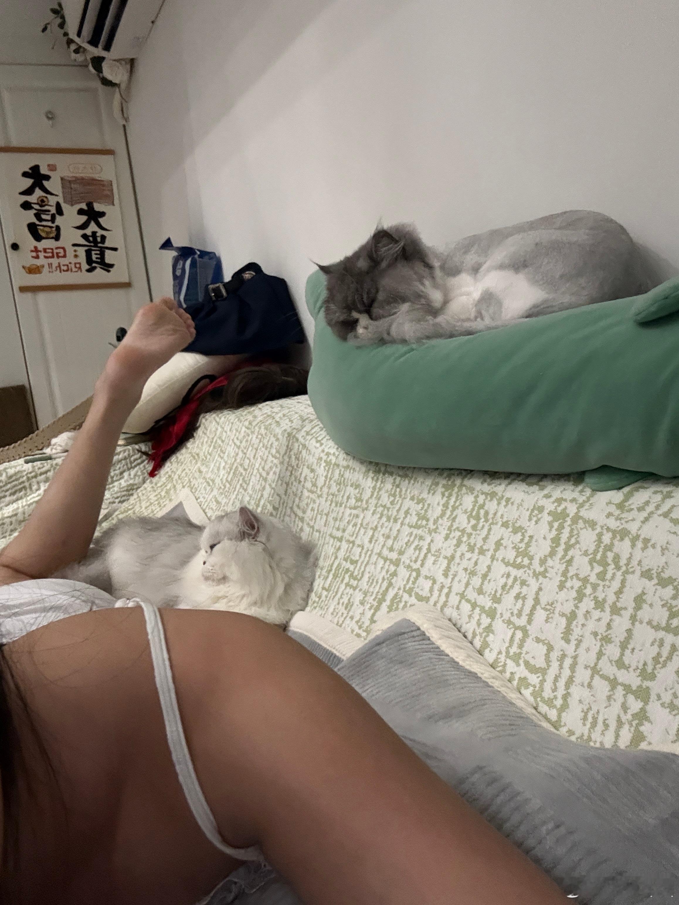 臭猫猫 
