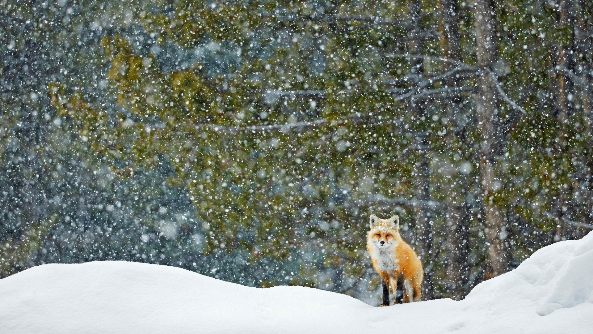 bing壁纸 必应壁纸Red fox standing in snowfall,