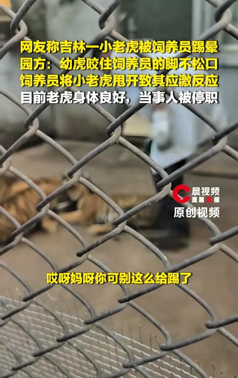 4个半月大的小老虎，咬了饲养员一口，饲养员一脚踢过去，小老虎当场身体僵直、瘫在地
