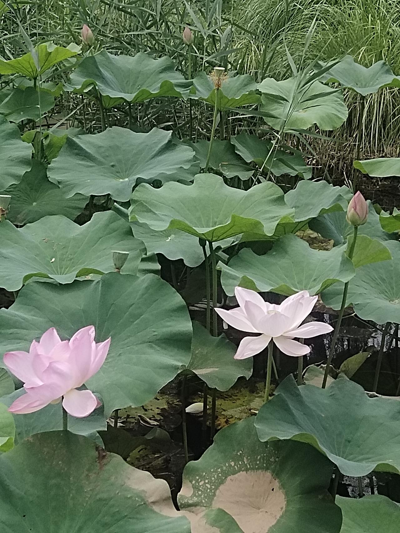 想赏花的朋友，森林公园的荷花可不能错过哟！近日森林公园近百亩荷塘的荷花开得正盛，