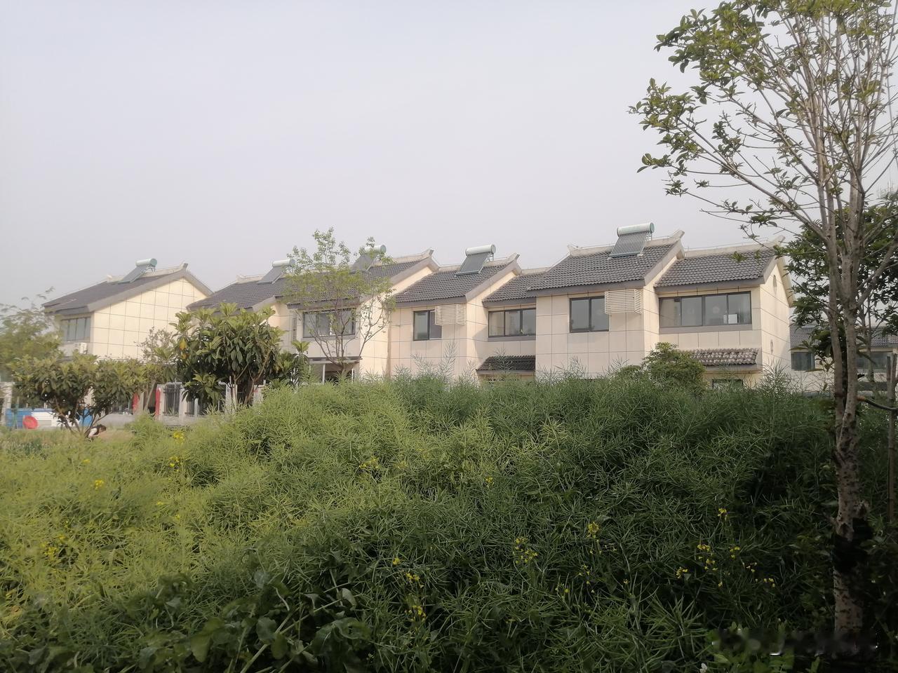 随手拍乡下自然风景现在中国许多农村已经发生了翻天覆地的变化，油菜花开过之后是丰收