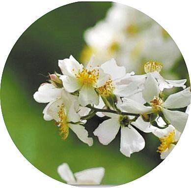 【趣联联趣】
上联：荼蘼，通联春夏令
下联：？
【一字千金】
《荼蘼》
了似木香