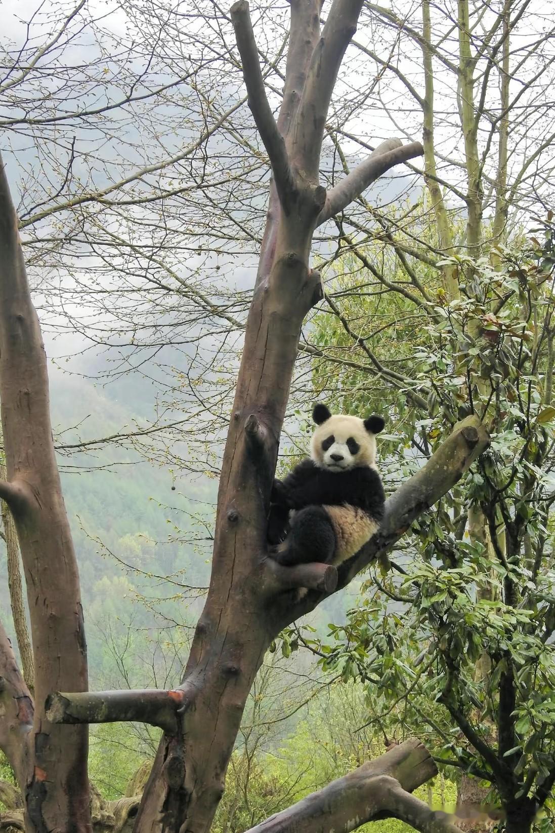 我认为越难越难