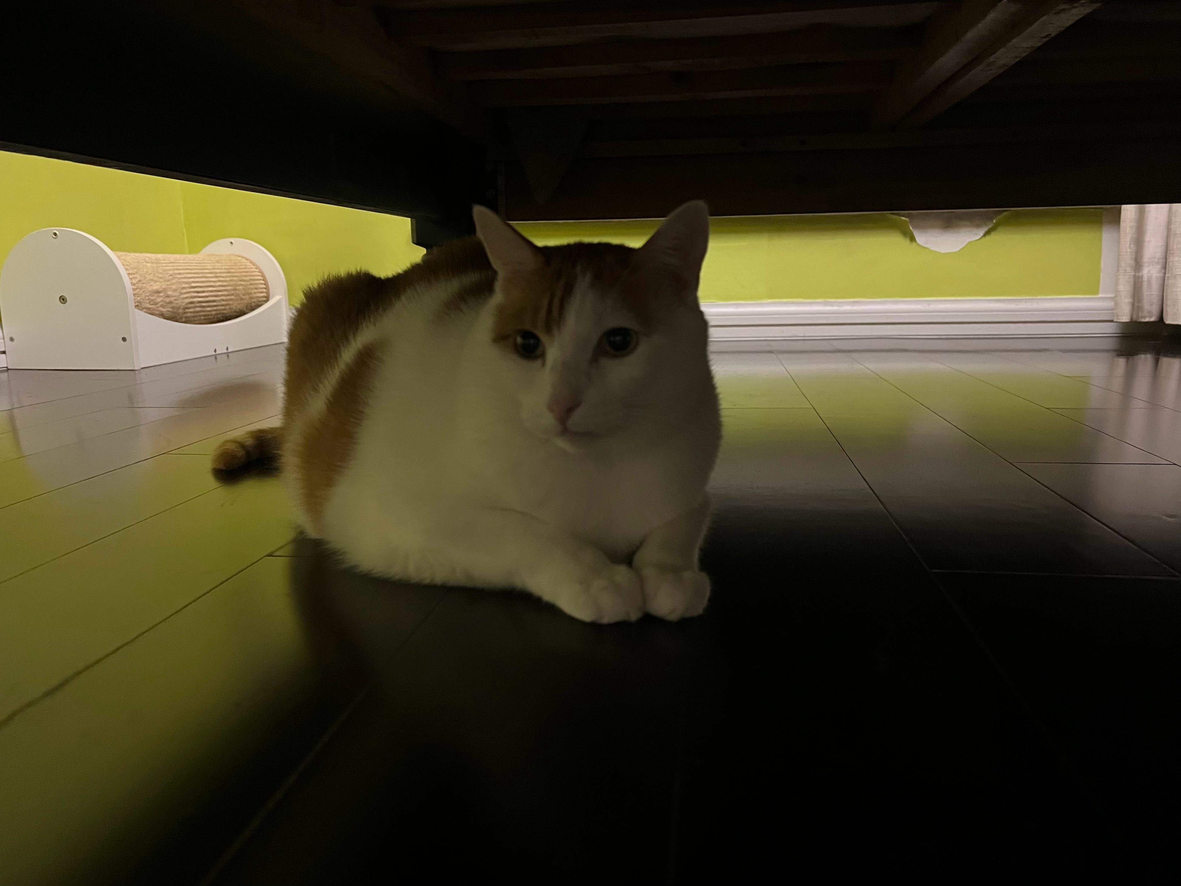 只能说猴子挨的每一顿揍都是他自找的！（趁人李葵出来放风，蹲人床底下示威，被李葵堵