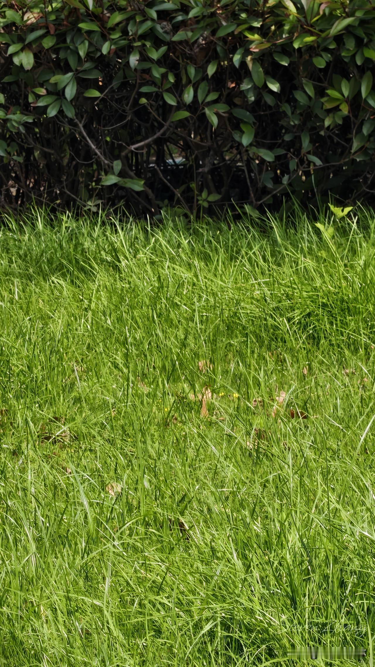 草色青青

据说，想知道一个人对中国传统文化的了解，只要问他是否能说出“青”都能