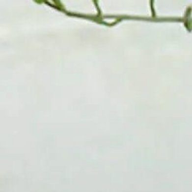 条纹十二卷（小众多肉，小巧耐阴）- 环境：室内窗台/角落盆栽，15–25℃，耐旱
