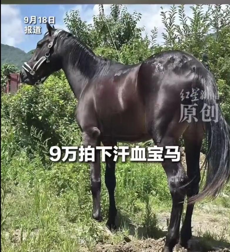贵州毕节，一男子花90000元，拍下“汗血宝马”乌拉，又花10万寄养了1年，就想