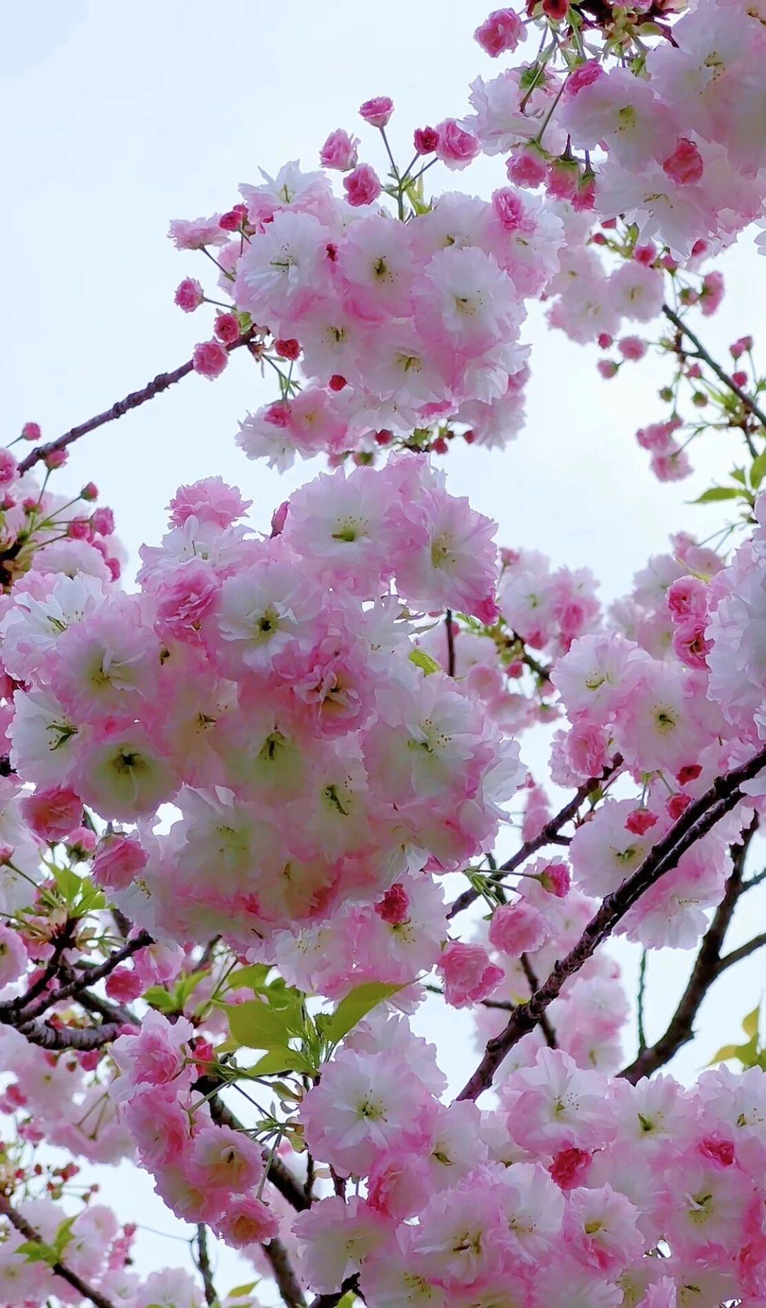 欧洲若出兵格陵兰岛能阻止美国吗欧洲出兵就是个笑话在那冰天雪地的地方怎么打仗？格林