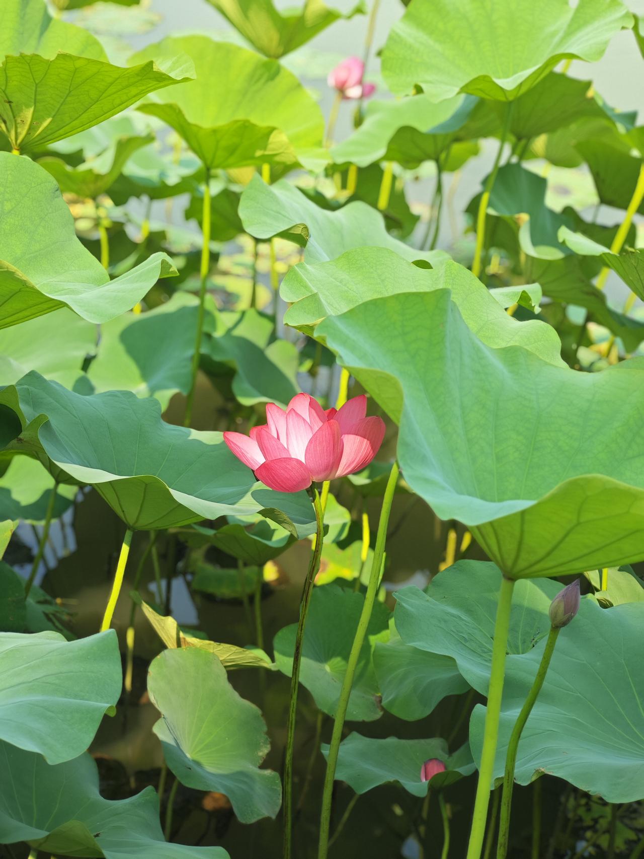 荷花照片出淤泥而不染的荷花，是指田里浅水池塘中莲荷。如今在公园普遍栽种的，则多是