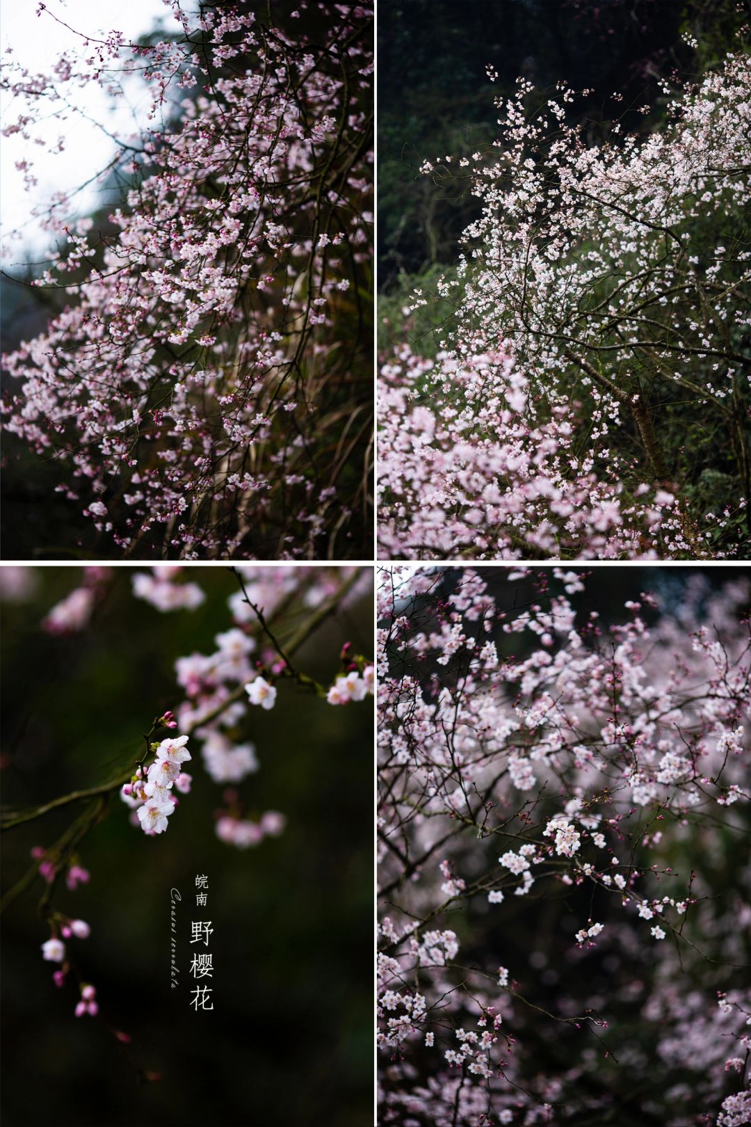 春天的早樱|山中野樱花
