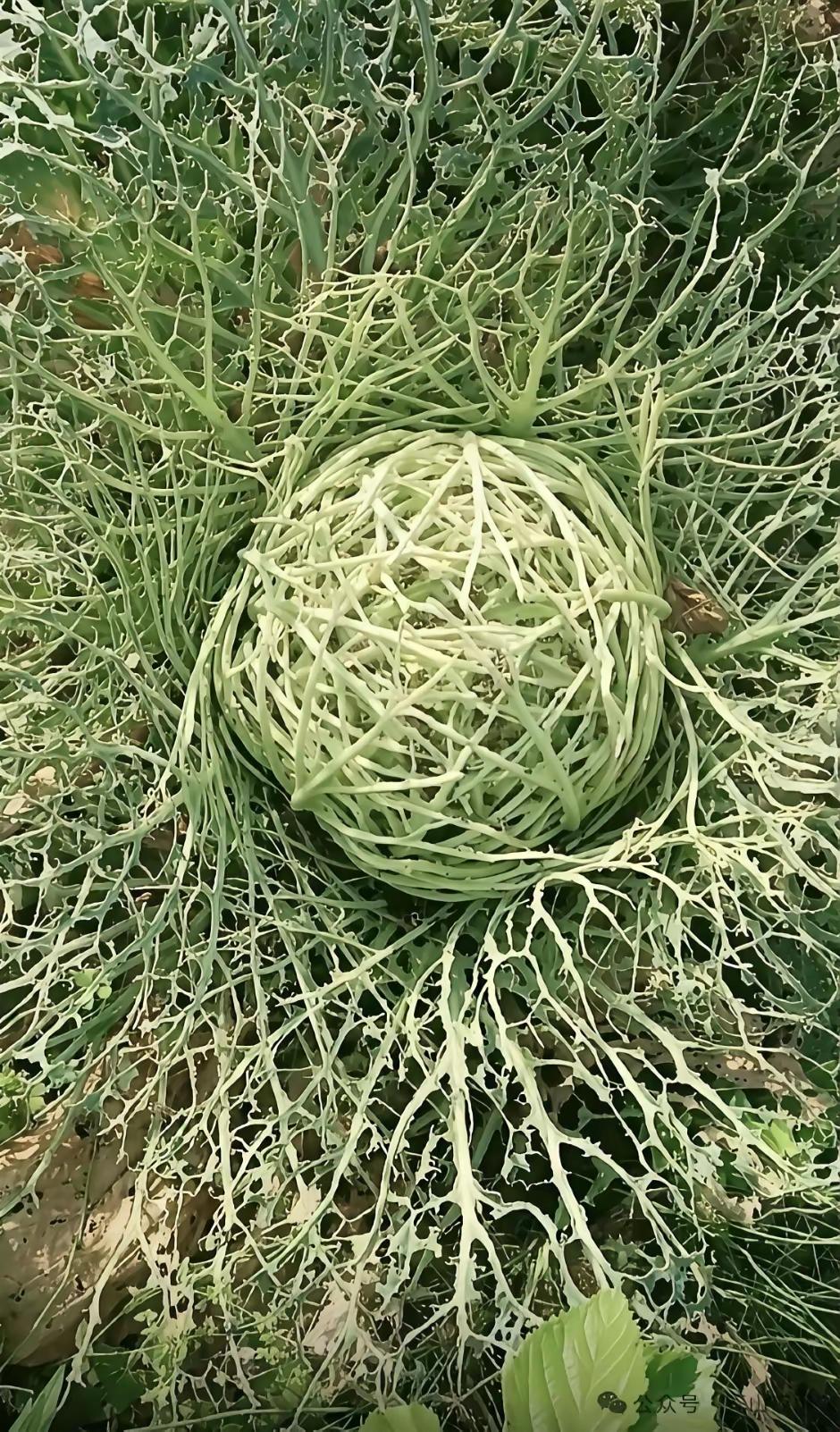 这样的大白菜，到底被谁啃的？
天杀的，这种的大白菜还能吃哇？