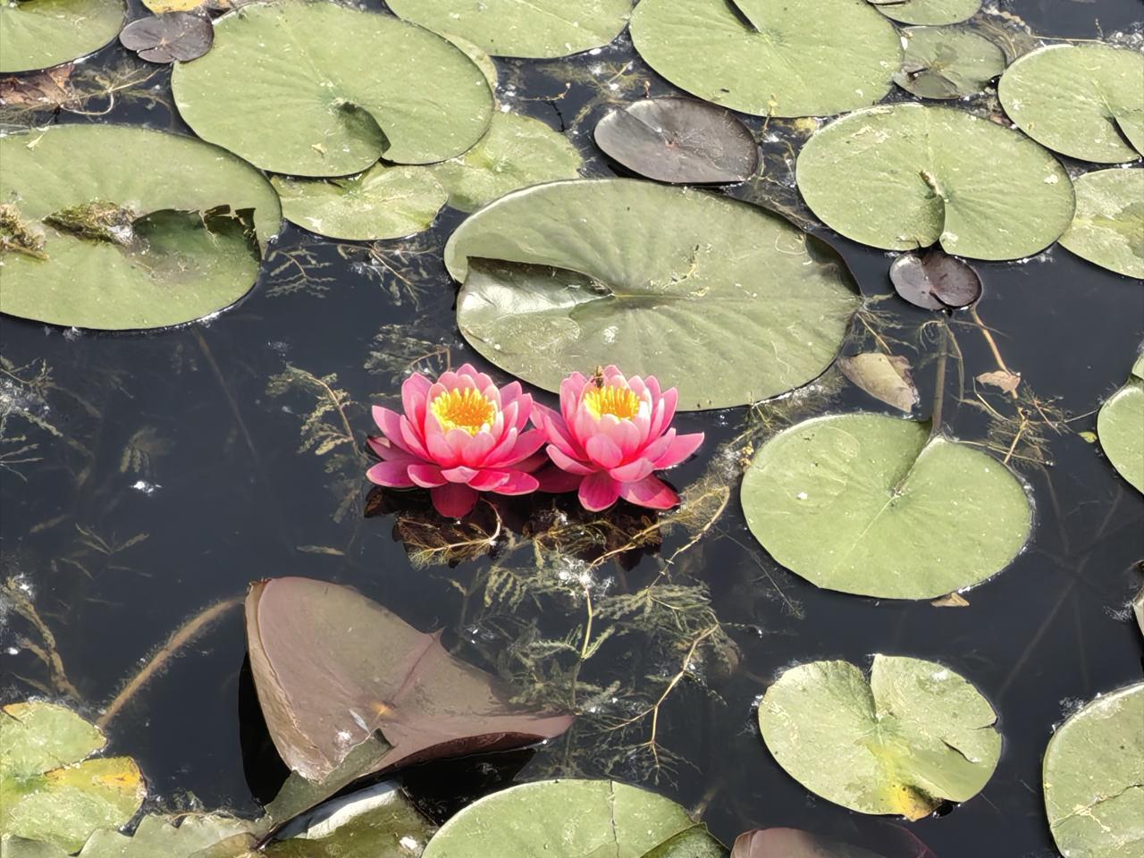 莲花🪷之赞
莲，花之君子者也。出淤泥而不染，濯清涟而不妖。中通外直，不蔓不枝，