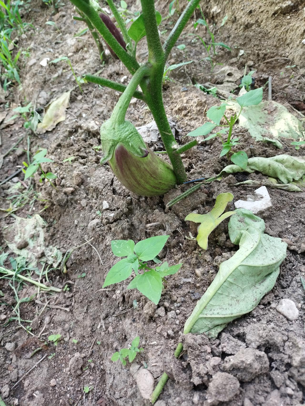 看看我的小菜园儿，已经有了我的劳动成果。

太好了，不用几天时间就能吃到我的茄子