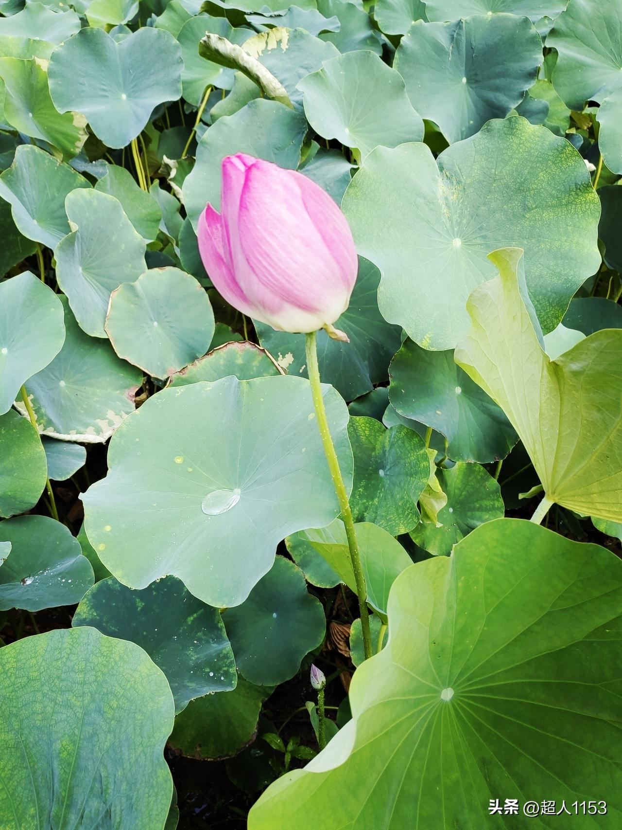 今天一早去医院拿检查结果，这人呀太多了。等了一个多小时了，太心焦了。健康是唯一，