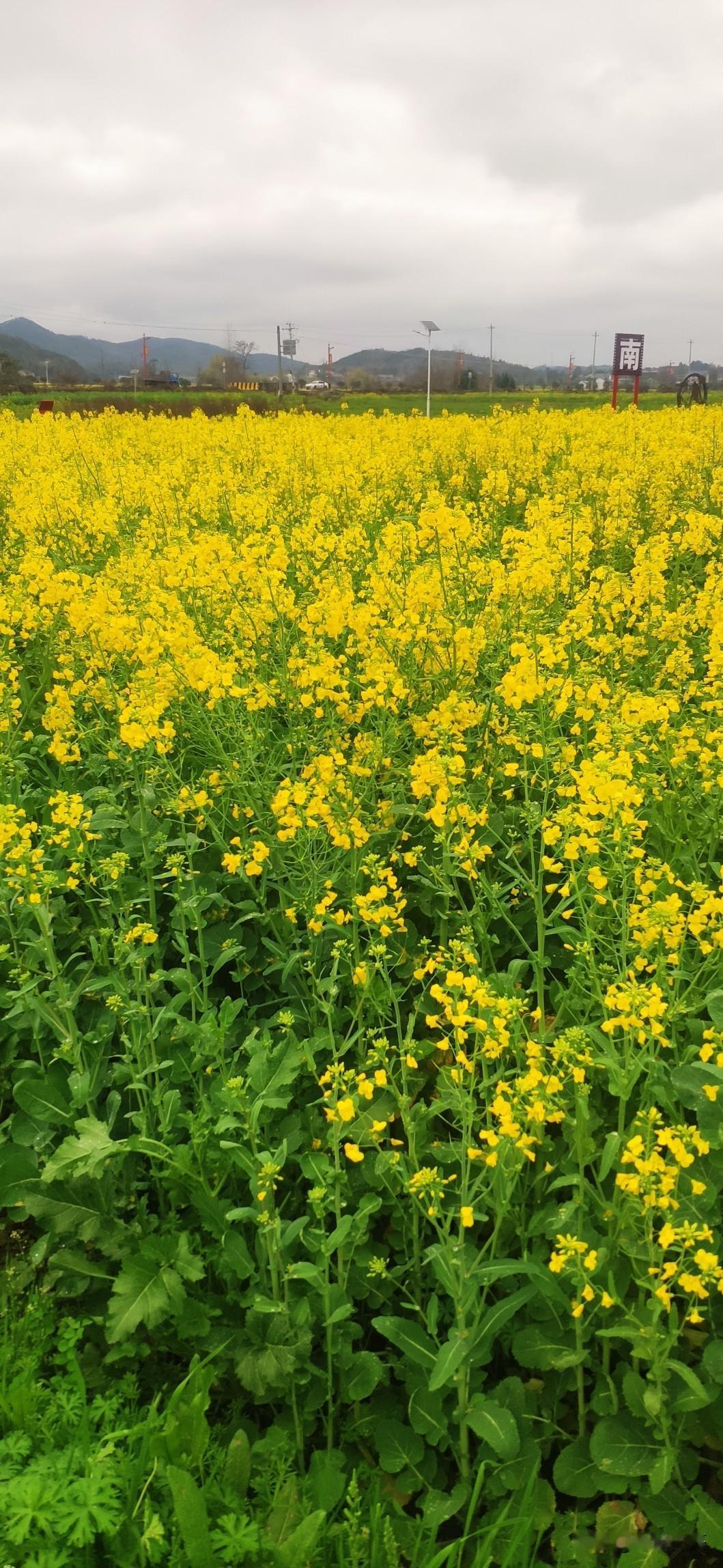 为人儿女时，不知父母对游子归乡的深切祈盼，如今自己当了父母，才真正懂得父母那份牵