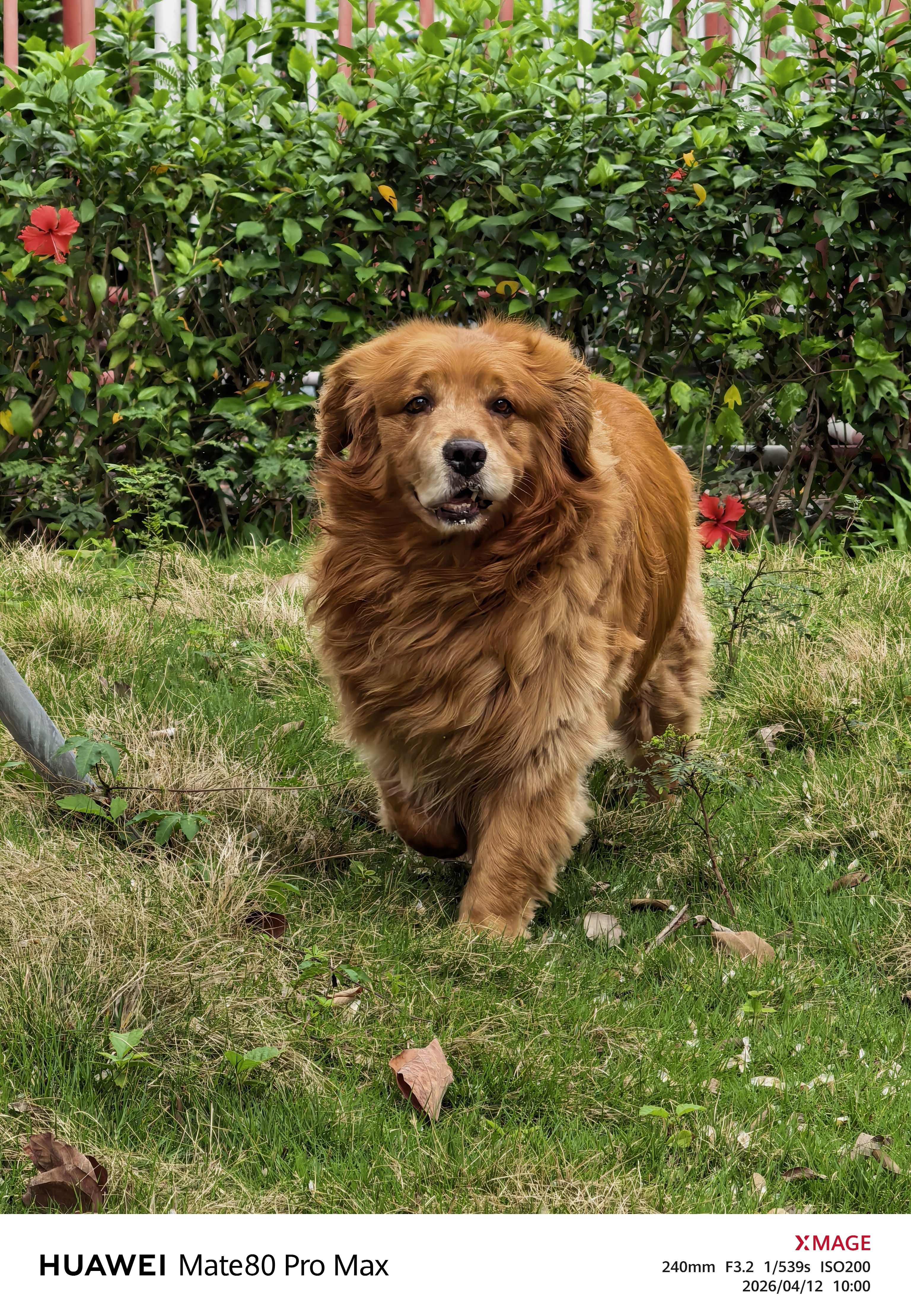 太喜欢华为的红枫影像了，这个色彩还原非常的准，完美还原我家老大毛发颜色