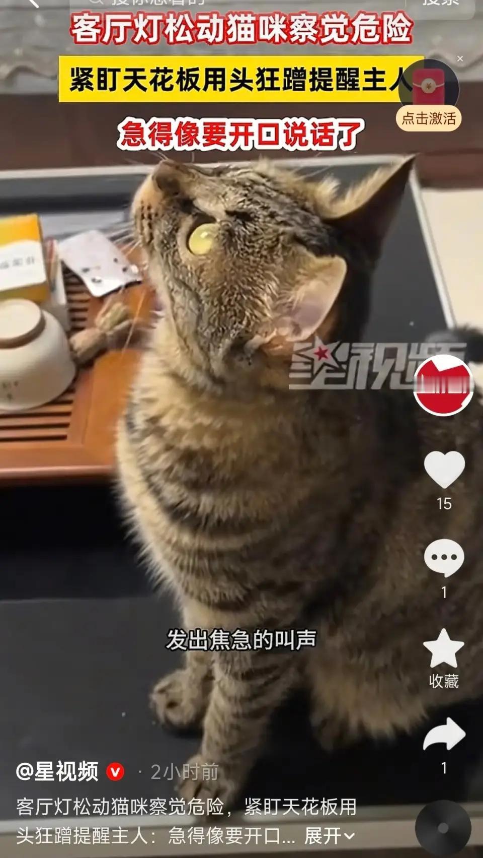 “这猫咪没白养”！河北邢台，女子在家正常休息，原本温顺安静的猫咪突然变得格外反常
