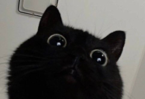 (=◉ᆽ◉=) 
