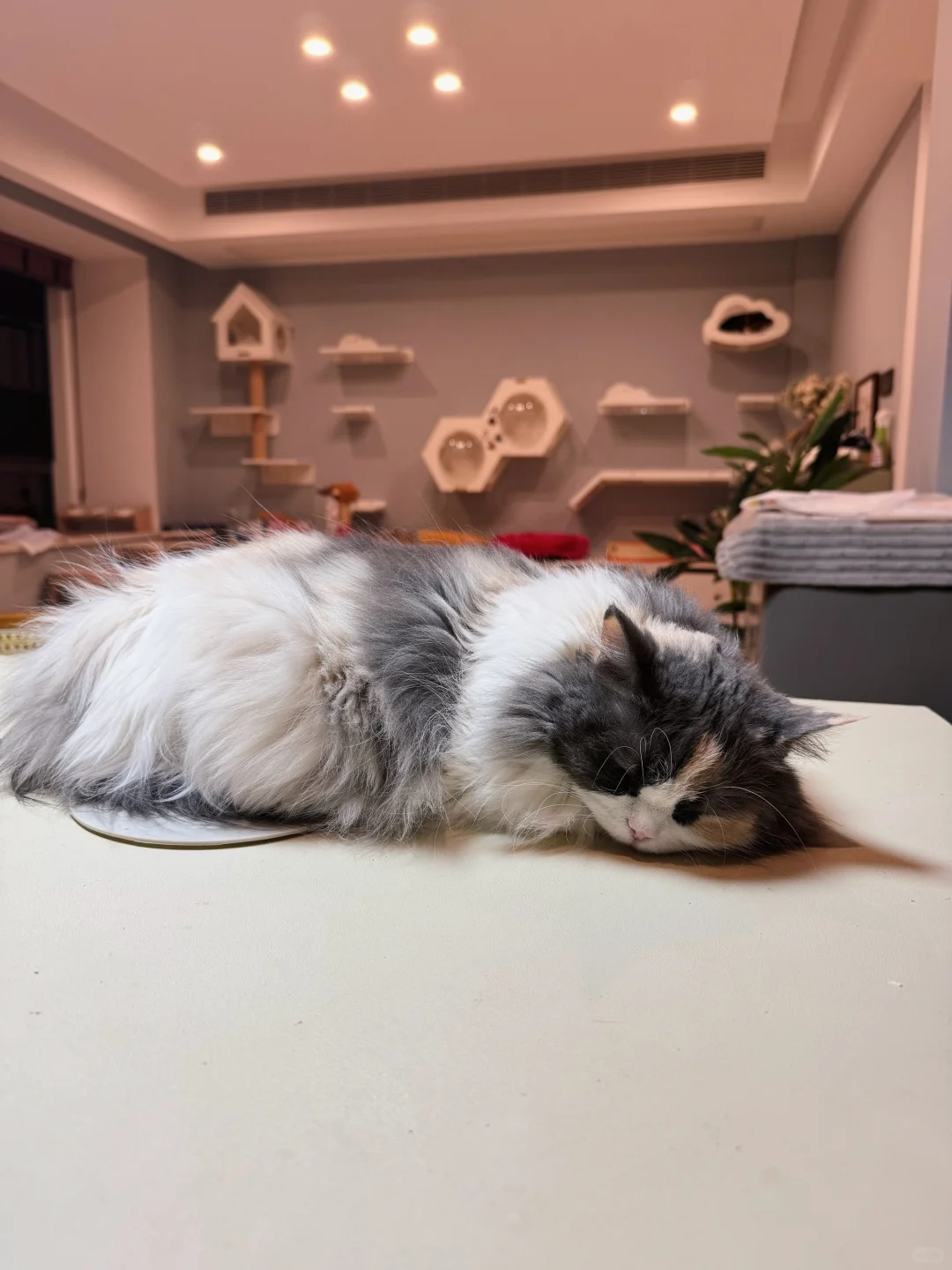 顺子和圆圆今天拍了美美的照片