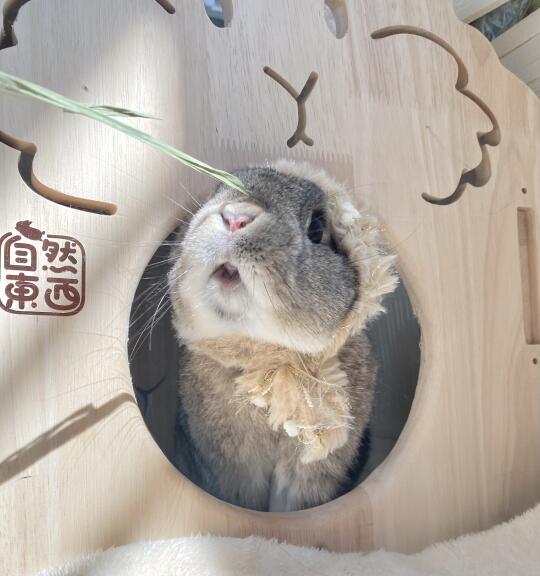 嗷呜🦁️
