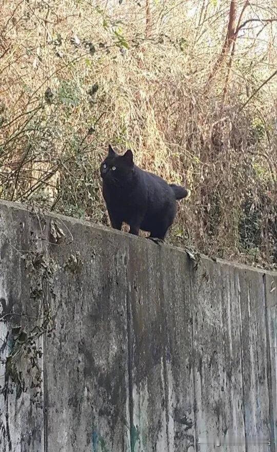 感觉不像流浪猫啊[允悲]​​​