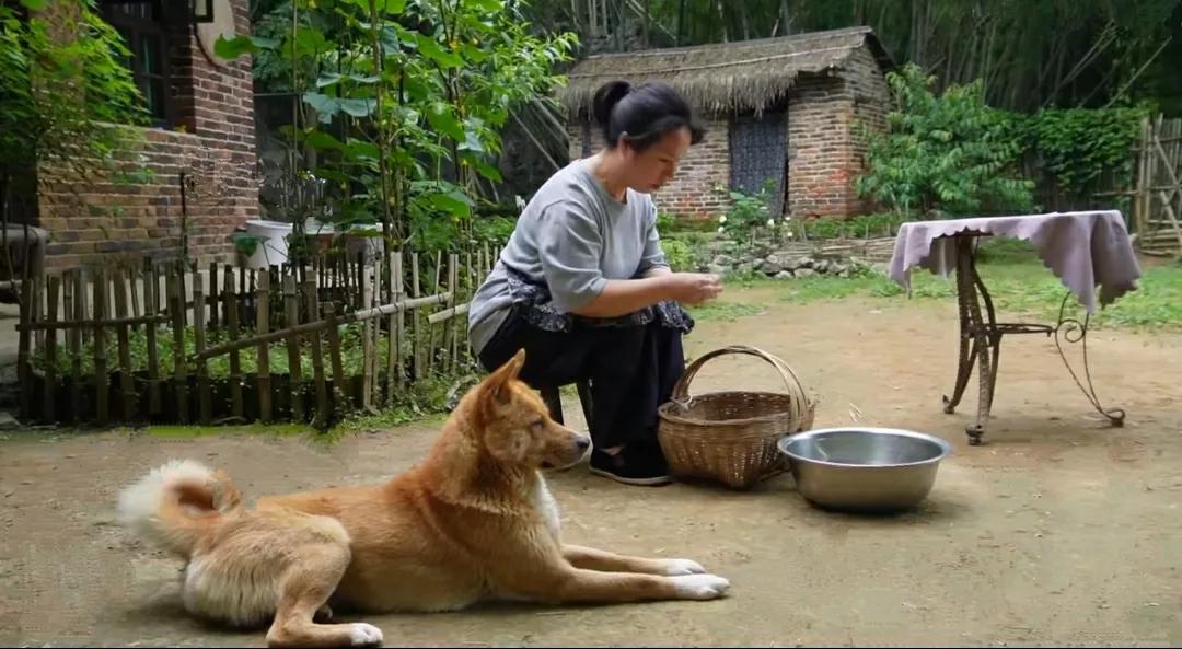 有没有人和我一样，自从山居养了猫狗鸡鸭这些小动物后，内心就变的越来越柔软，越来越