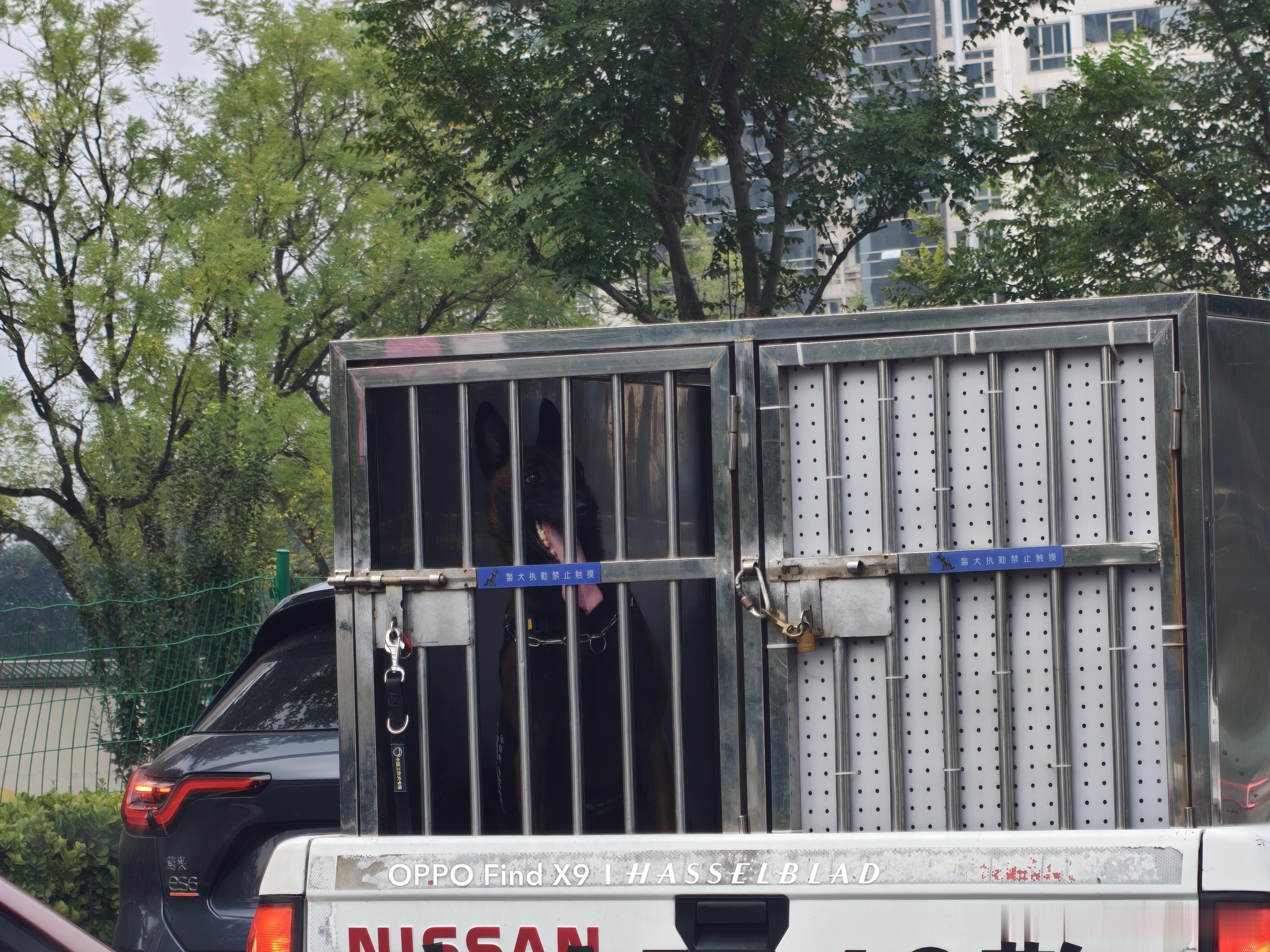 人民警犬辛苦了！没有高温假嘛？ 