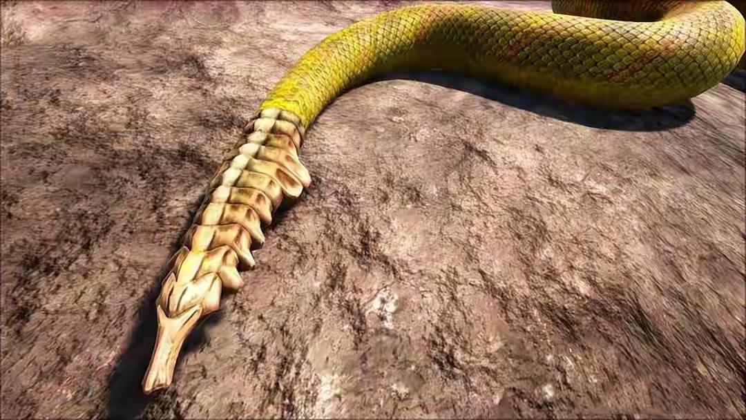 响尾蛇（动物们195）

响尾蛇是有鳞目蝰蛇科中响尾蛇属和侏儒响尾蛇属物种的统称