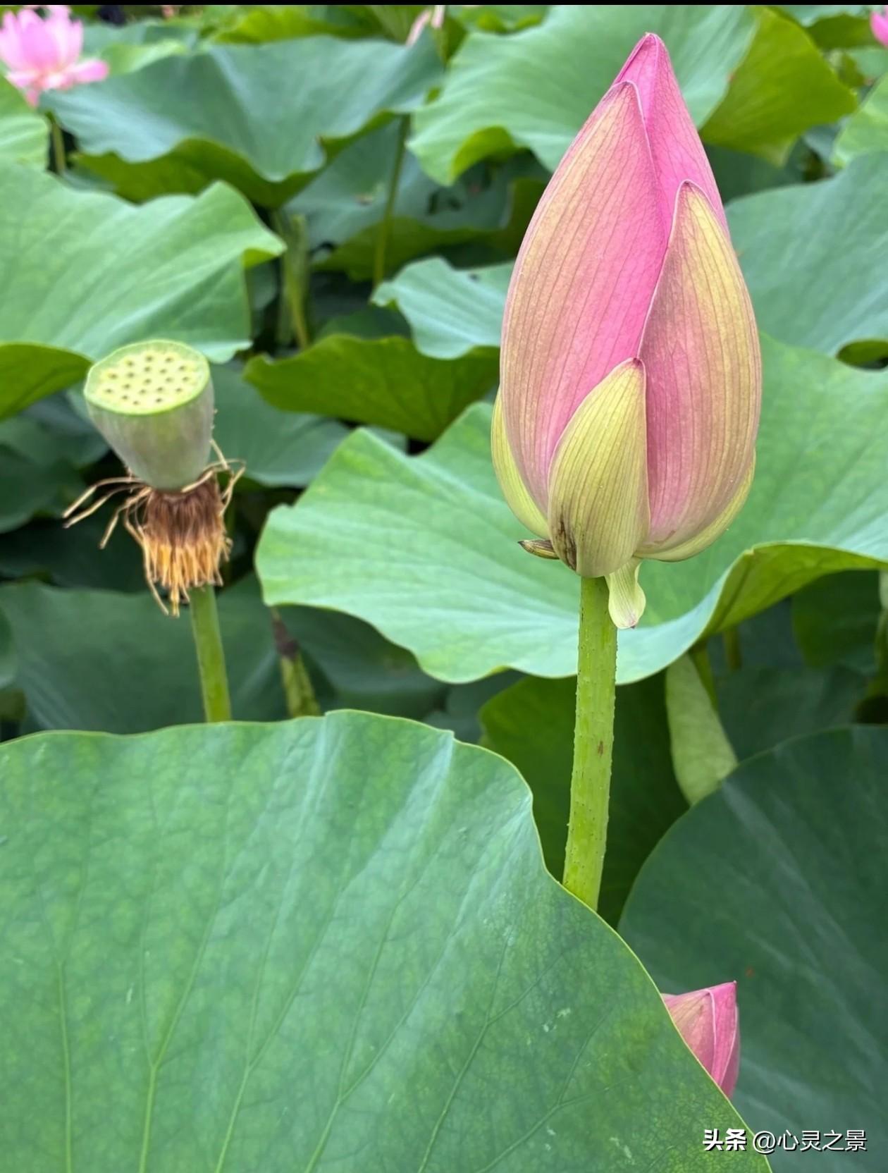 一池清绿，两枝荷苞，满身清露。
人间万般喧嚣，唯有荷花能抚平内心浮躁。不急不躁，