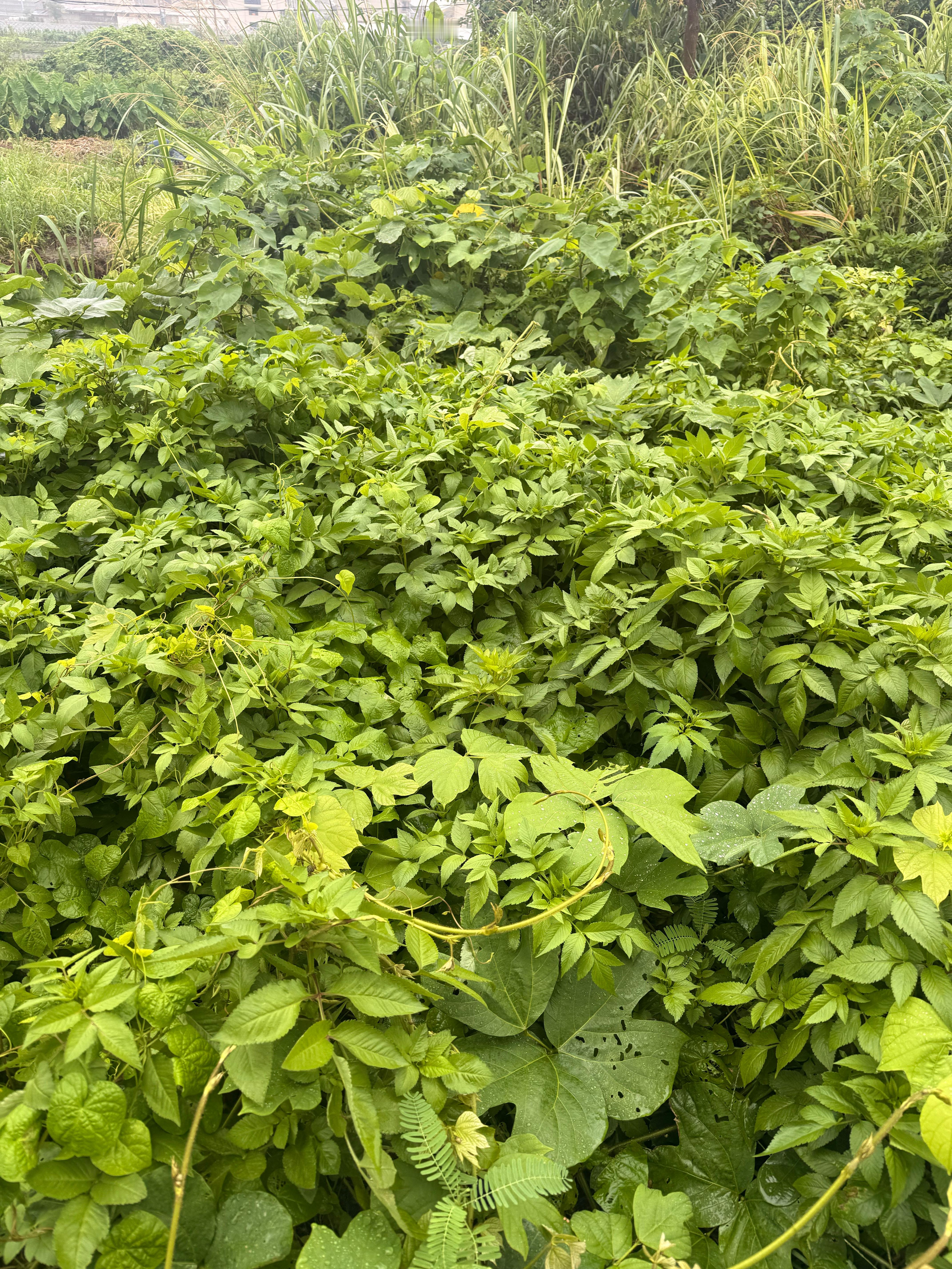 绿油油一大片，豆包说是野菜可以吃的 