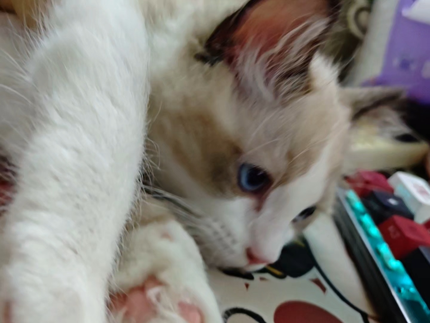 臭猫 