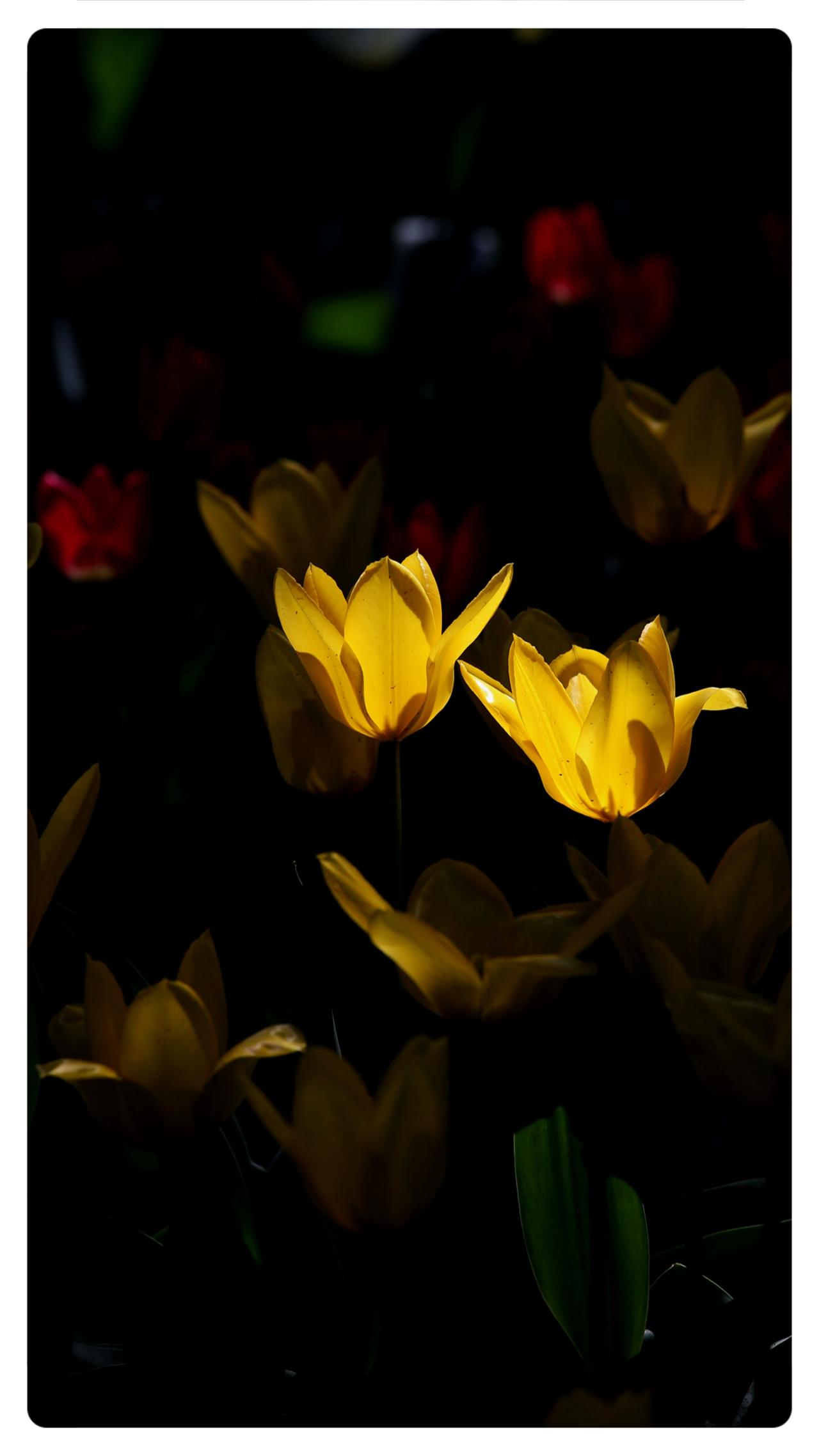 中山公园郁金香