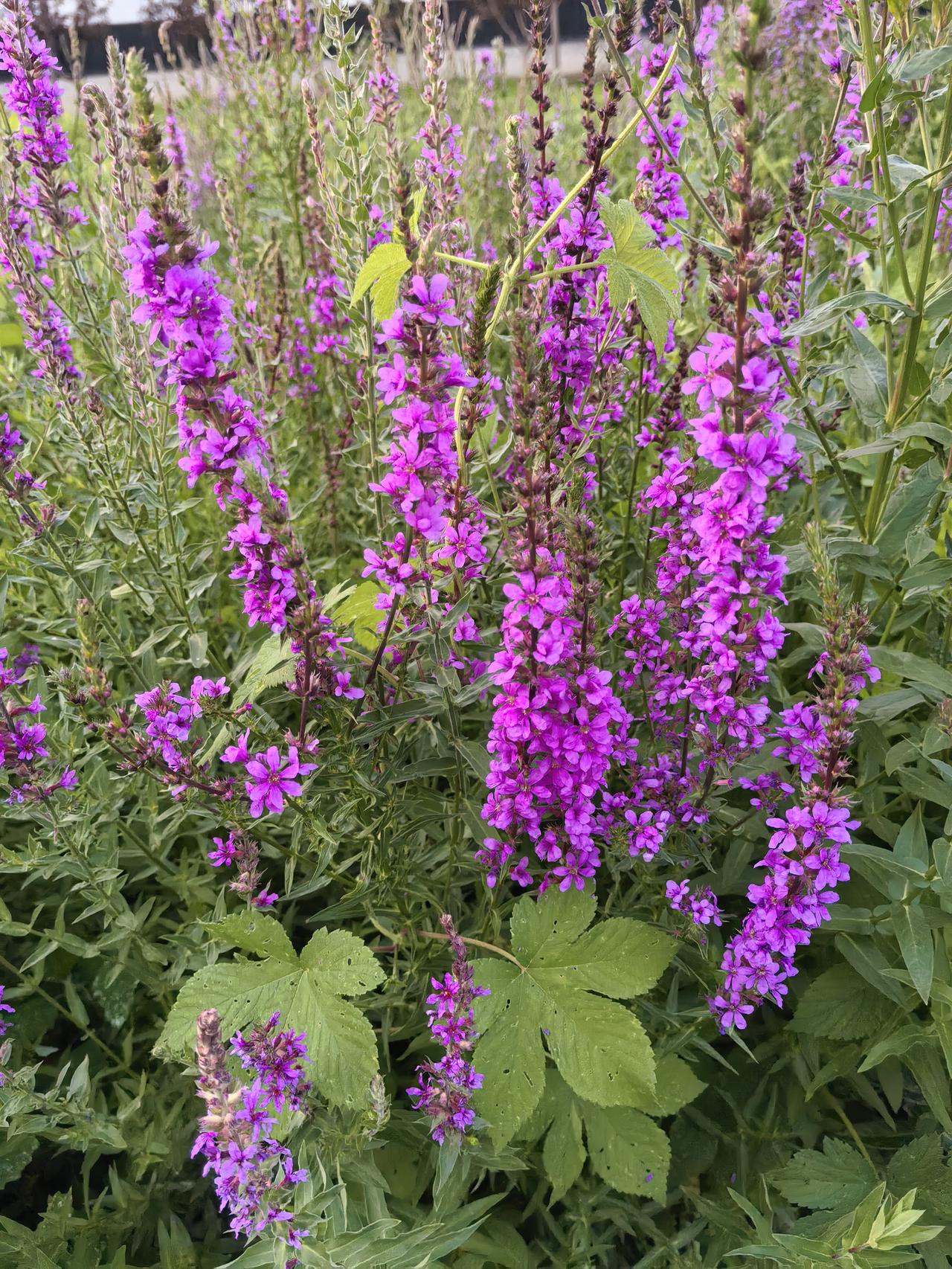 千屈菜是菜还是花？
千屈菜既是花也是菜。它是千屈菜科的多年生草本植物，开紫色花朵