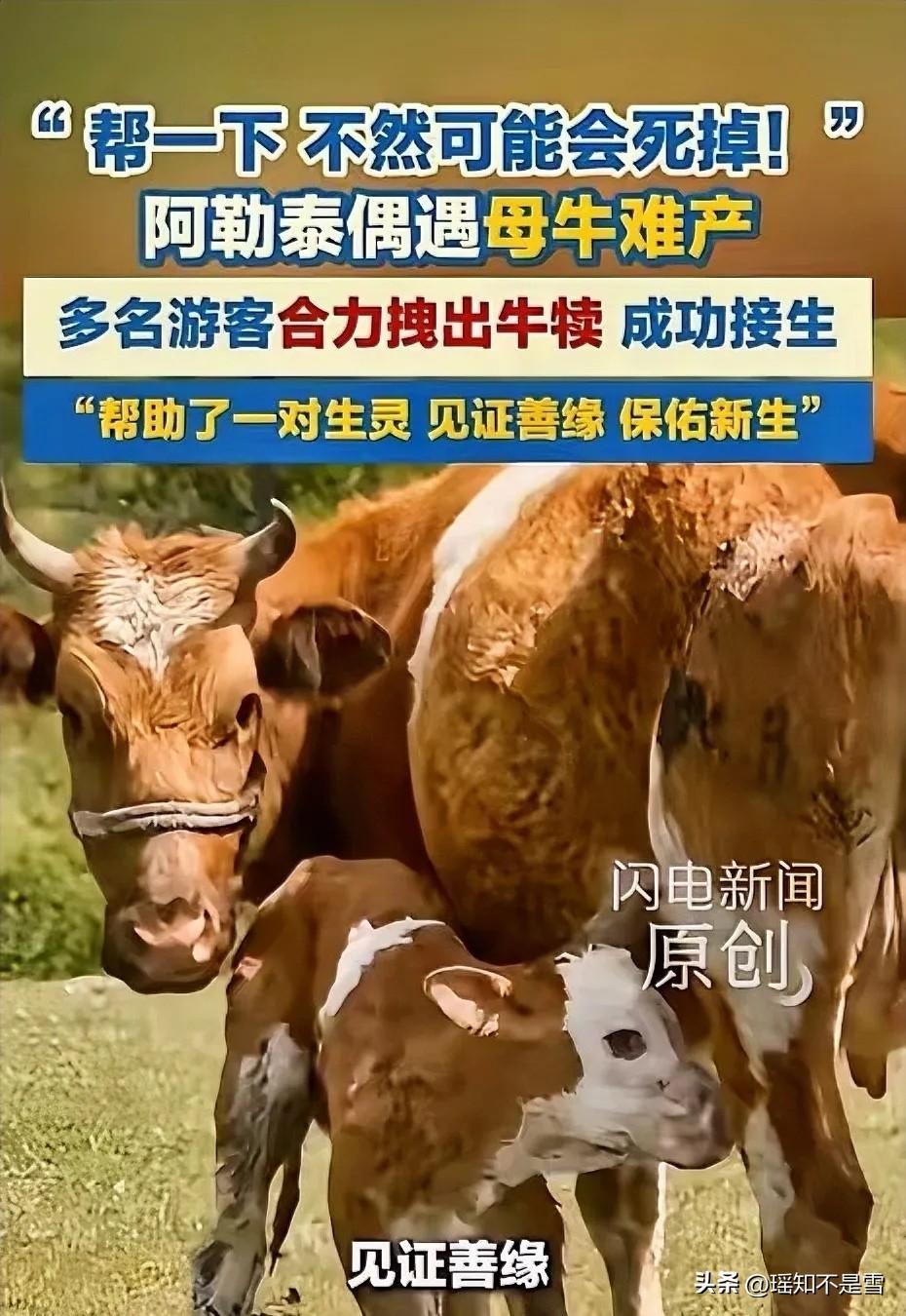 破防了！5月25日，新疆阿勒泰，几名游客在游玩时，偶遇了一头母牛产子，他们在一旁