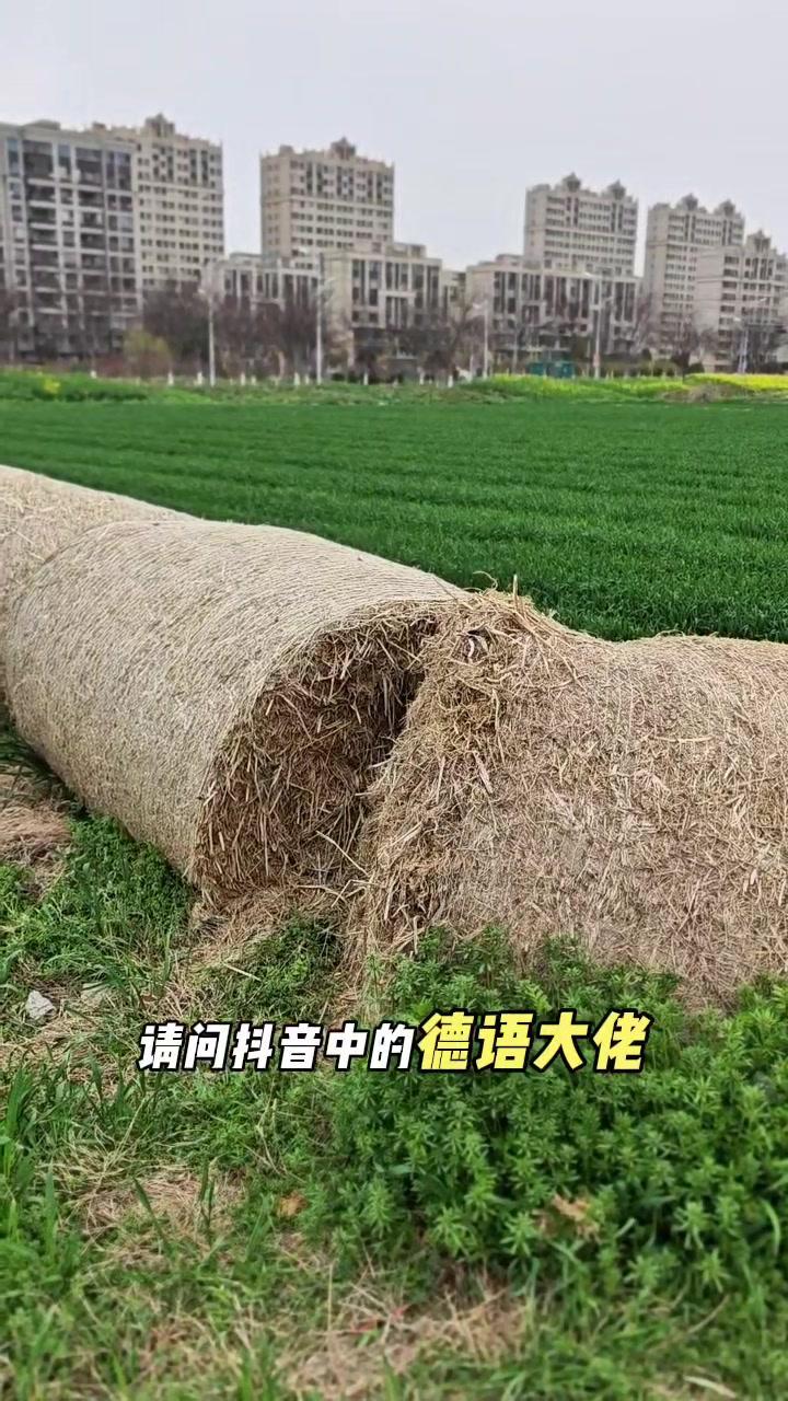🎓水稻秸秆德语怎说？请问抖音中的德语大佬，这些水稻秸秆用德语怎么说啊？在线等！