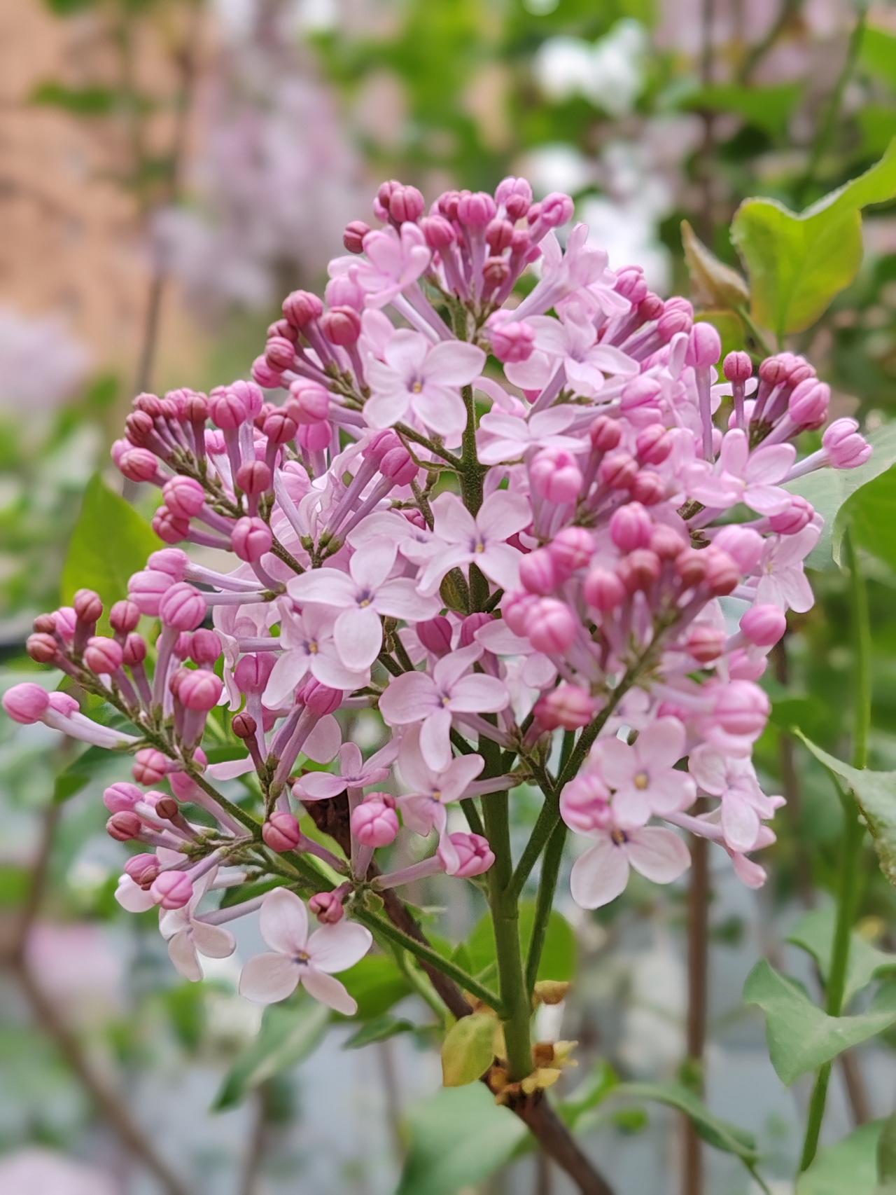 七绝•寻芳
丁香空结旧亭台，
靓影娉婷雨巷来。
一霎相逢如故梦，
百般欣喜慰入怀