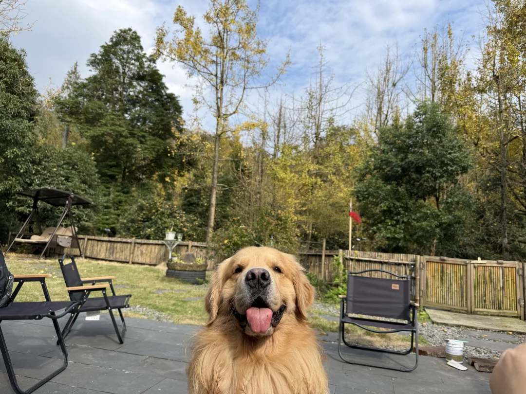 人，可以进来恭喜一下小狗吗