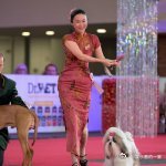 霍思燕爱犬在国际比赛夺冠 在万犬争雄的舞台上，霍思燕与她的爱犬证明了努力与坚持的