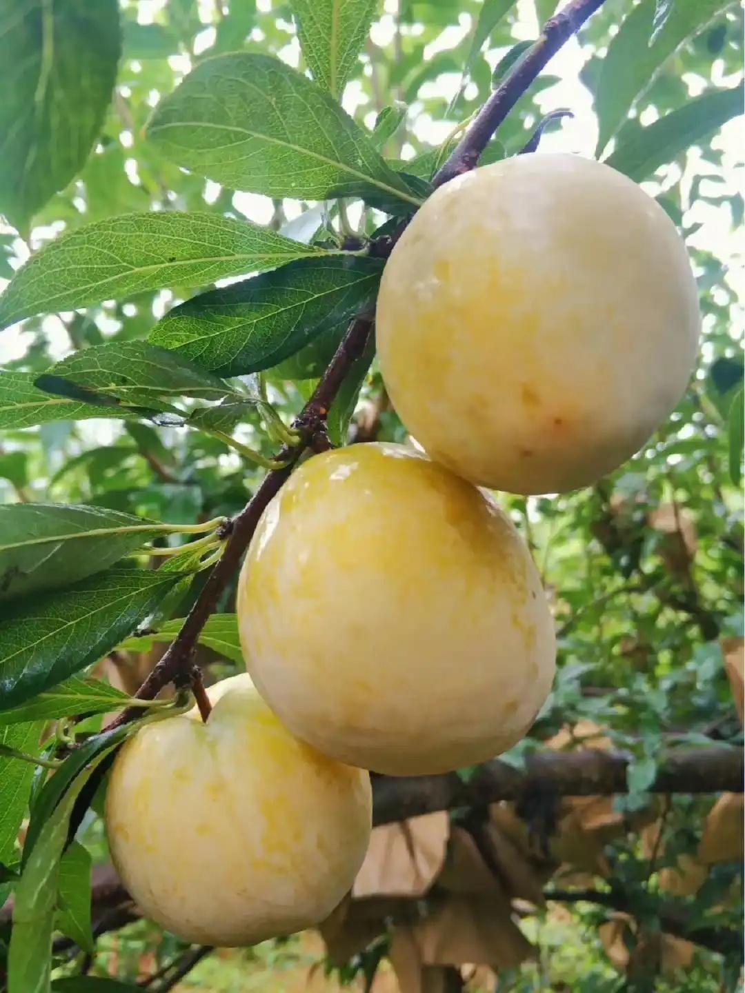 郴州汝城黄金奈李攻略｜夏日爆汁黄金果！
郴州夏日限定神仙水果，汝城文明瑶族乡黄金